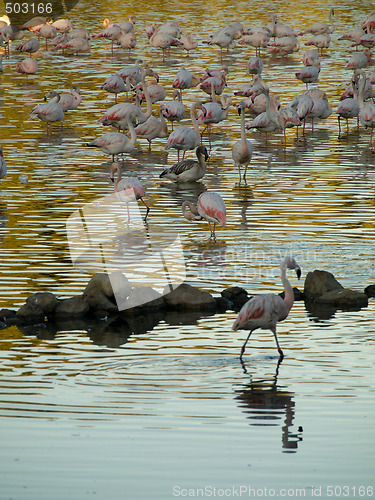 Image of Pink flamingos