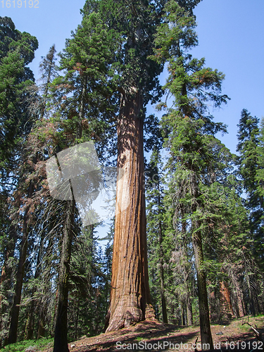 Image of Sequoia National Park