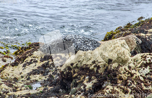 Image of seal in California