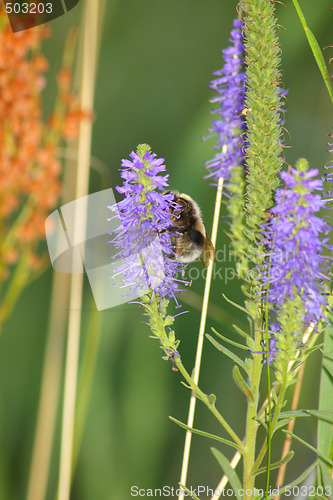 Image of Bumblebee