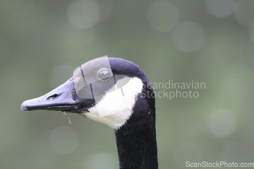 Image of Canada goose  (Branta canadensis)