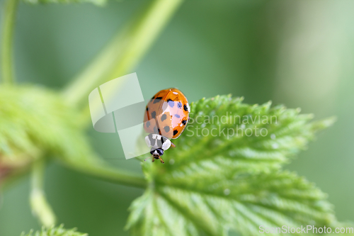 Image of Asian ladybird  (Harmonia axyridis)