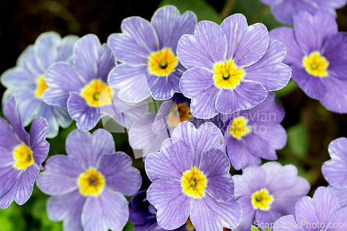 Image of blue flowers