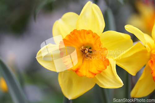 Image of Daffodil  (Narcissus)