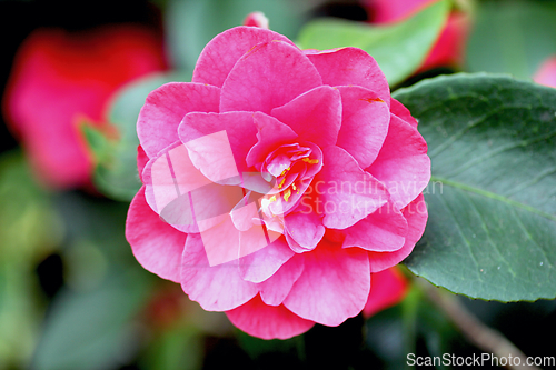 Image of Camellia  (Camellia japonica)