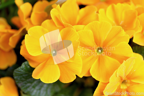 Image of yellow flower