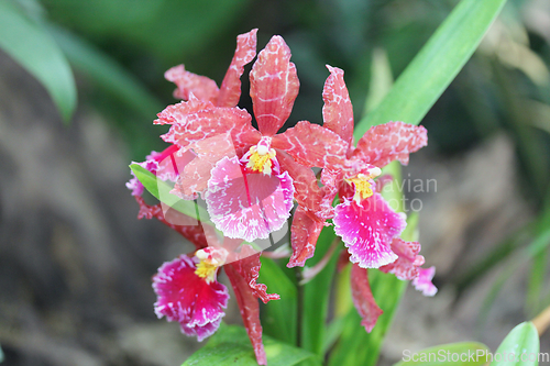 Image of Orchids (Orchidaceae)