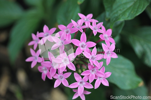 Image of blue flowers