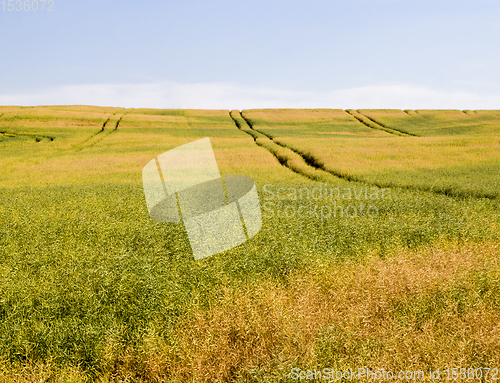 Image of field full of rapeseed i