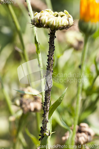 Image of aphid and calendula