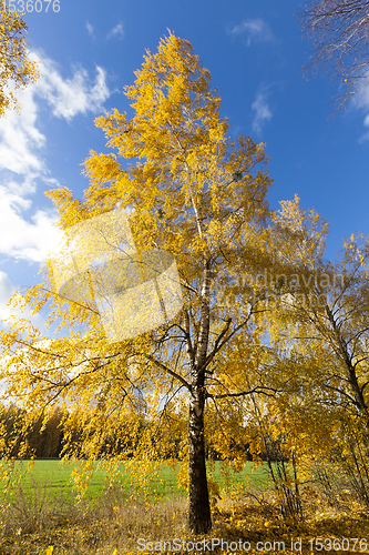 Image of beautiful birch foliage
