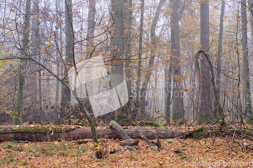 Image of Misty morning in autumnal forest