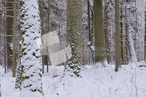 Image of Wintertime landscape of snowy deciduous stand