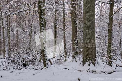 Image of Wintertime landscape of snowy deciduous stand