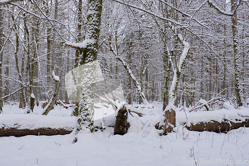 Image of Wintertime landscape of snowy deciduous stand