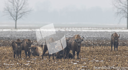 Image of European bison (Bison bonasus) herd