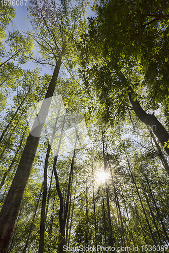 Image of growing trees