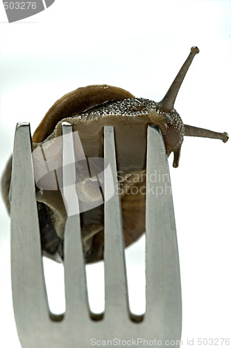 Image of Snail dinner