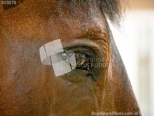 Image of Horses eye