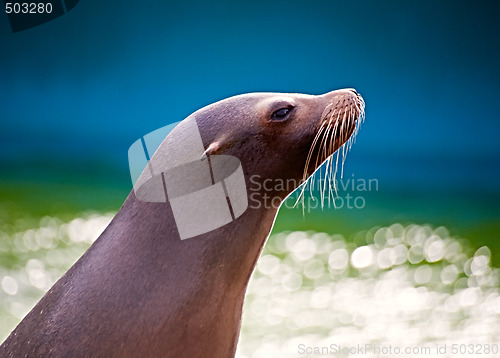 Image of Sea lion