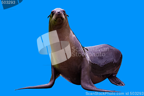 Image of A sea lion isolated