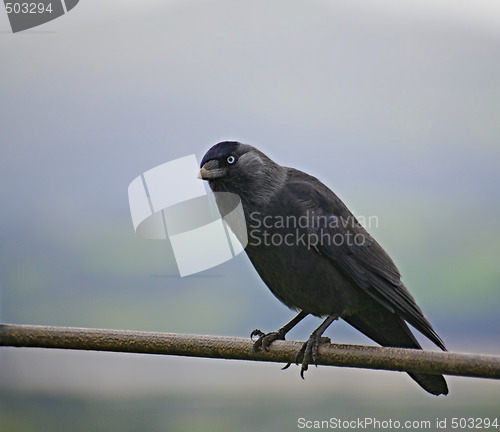 Image of Hooded crow