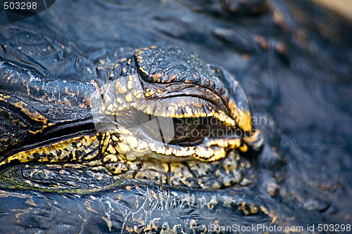 Image of Alligator eye