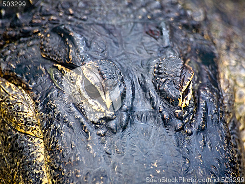 Image of Alligator eyes