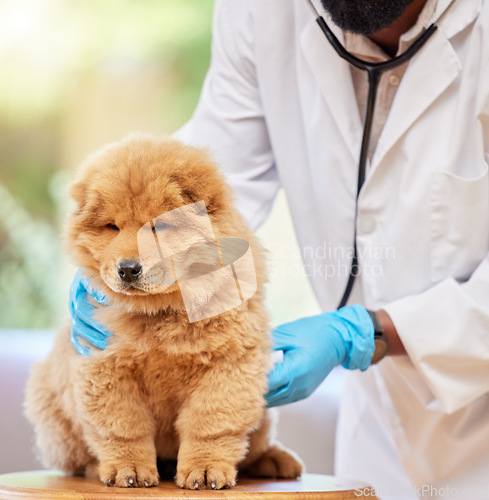 Image of Man hands, puppy health and vet for clinic, medical and animal support with gloves. Pet, expert exam and veterinarian employee with a cute dog and professional with chow chow dogs care at job