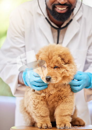 Image of Man, vet and check of puppy at clinic, medical and animal support with a smile. Happy, African male person expert and veterinarian with a cute chow chow dog and professional with care at job