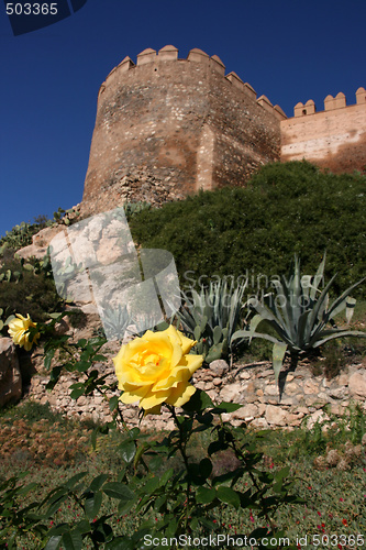 Image of Yellow rose in Almeria