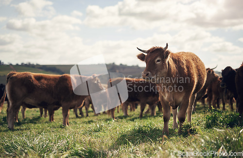 Image of Agriculture, cows and farm with grass, group and field of green and calm countryside in nature. Cattle, sustainable farming and animals of beef industry, meat or cow on pasture, meadow or environment