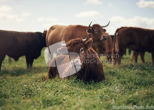 Image of Cow, agriculture and farm landscape with grass, field of green and calm countryside nature. Cattle, sustainable farming and animals for beef industry, meat or cows on pasture, meadow or environment