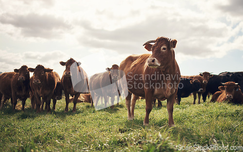 Image of Cows, farm and agriculture landscape with grass, field of green and calm countryside nature. Cattle, sustainable farming and animals for beef industry, meat or cow on pasture, meadow or environment