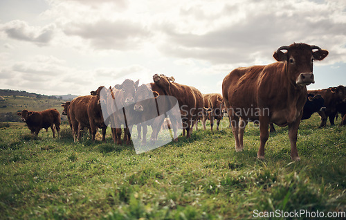 Image of Cow, landscape and agriculture farm with grass, field of green and calm countryside nature. Cattle, sustainable farming and animals for beef industry, meat or cows on pasture, meadow or environment