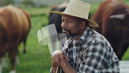 Image of Field, man farmer and sitting thinking by farm with cows on grass in the background. Agriculture or countryside, sustainability or eco friendly and happy person brainstorming with cattle or animals