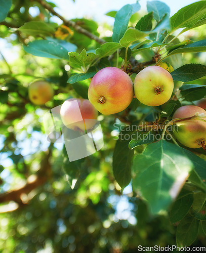 Image of Closeup, apple and tree for farming, growth and fruit in nature for agriculture, food or spring for harvest. Apples, fruits and leaves at farm, trees and production in summer, countryside or orchard