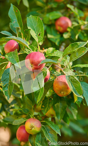 Image of Closeup, apple and tree at farm, growth and fruit in nature for agriculture, food or spring for harvest. Apples, fruits and leaves with farming, trees and production in summer, countryside or orchard