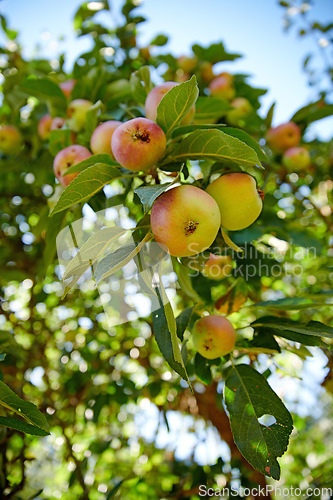 Image of Closeup, apple and trees at farm, growth and fruit in nature for agriculture, food or spring for harvest. Apples, fruits and leaves with sustainable farming, tree and summer in countryside at orchard
