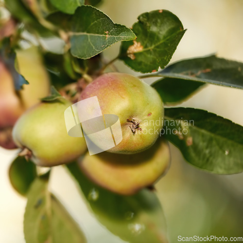 Image of Nature, fruit and apple on trees in farm for agriculture, orchard farming and harvesting. Countryside, sustainability and closeup of green apples on branch for organic, healthy and natural produce