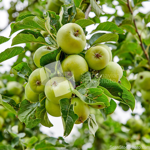 Image of Nature, green and apple growing on trees in orchard for agriculture, farming and harvesting. Natural food, sustainability and closeup of green apples on branch for organic, healthy and ripe fruit