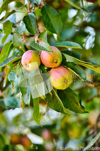 Image of Closeup, apple and trees for farming, growth and fruit in nature for agriculture, food or spring for harvest. Apples, fruits and leaves with sustainable farm, tree or summer in countryside at orchard