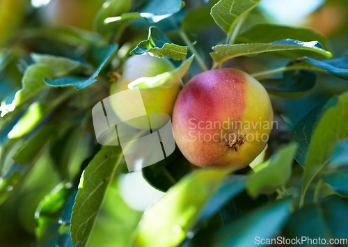 Image of Nature, fruit and apple on trees for agriculture, orchard farming and harvesting on farm. Spring, sustainability and closeup of red and green apples on branch for organic, healthy and natural produce