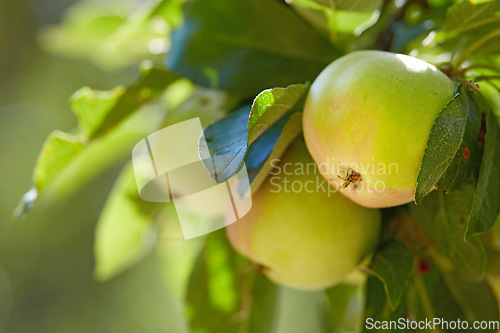 Image of Nature, fruit and green apple on trees in farm for agriculture, orchard farming and harvesting. Countryside, sustainability and closeup of apples with leaf for organic, healthy and natural produce