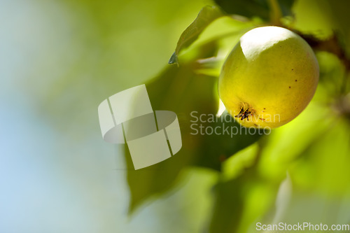 Image of Agriculture, fruit and apple on trees in farm for growth, orchard farming and harvesting. Spring mockup, sustainability and closeup of green apples for organic, healthy and natural produce in nature