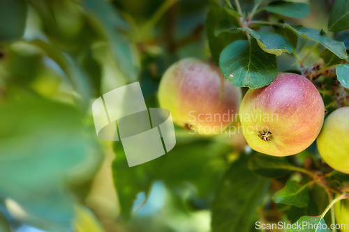 Image of Forest, fruit and apple on trees in farm for agriculture, orchard farming and harvesting. Nature, sustainability and closeup of red and green apples on branch for organic, healthy and natural produce