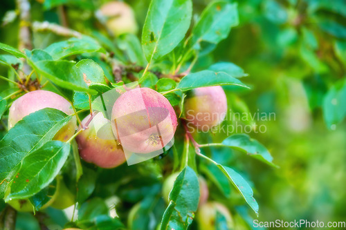 Image of Trees, red and apple in nature for agriculture, farming and harvesting in spring on orchard. Food, sustainability and closeup of fresh apples growing for organic, healthy or natural produce in garden