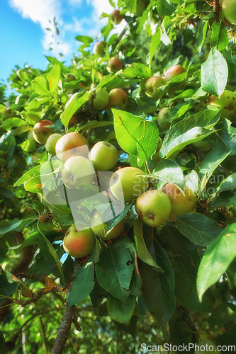 Image of Orchard, fruit and apple on trees in farm for agriculture, farming and harvesting in nature. Countryside, garden and closeup of green or red apples on branch for organic, healthy and natural produce