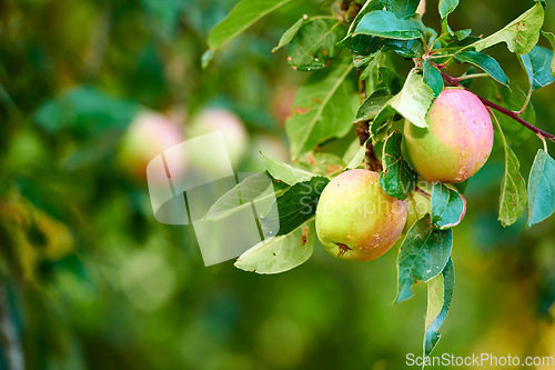 Image of Forest, fruit and apple on trees in farm for agriculture, orchard farming and harvesting. Nature, sustainability and closeup of green apples grow on branch for organic, healthy and natural produce