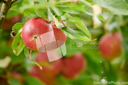 Image of Nature, fruit and apple on trees in farm for agriculture, orchard farming and harvesting. Growth, sustainability and closeup of green or red apples growing for organic, healthy or natural produce